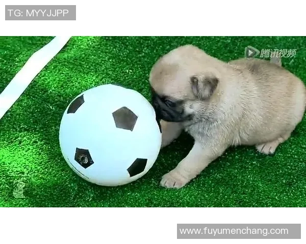 汪星人足球明星的精彩瞬间与背后的感人故事